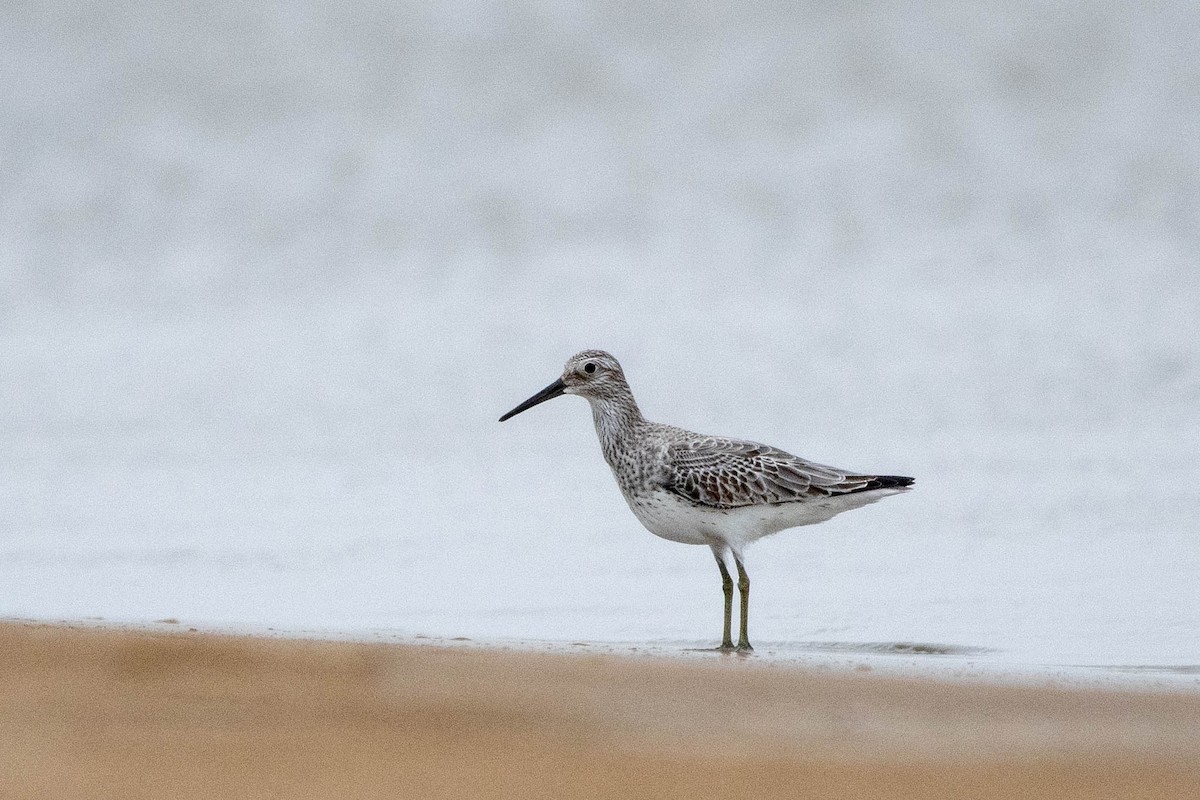 大濱鷸 - ML646275232