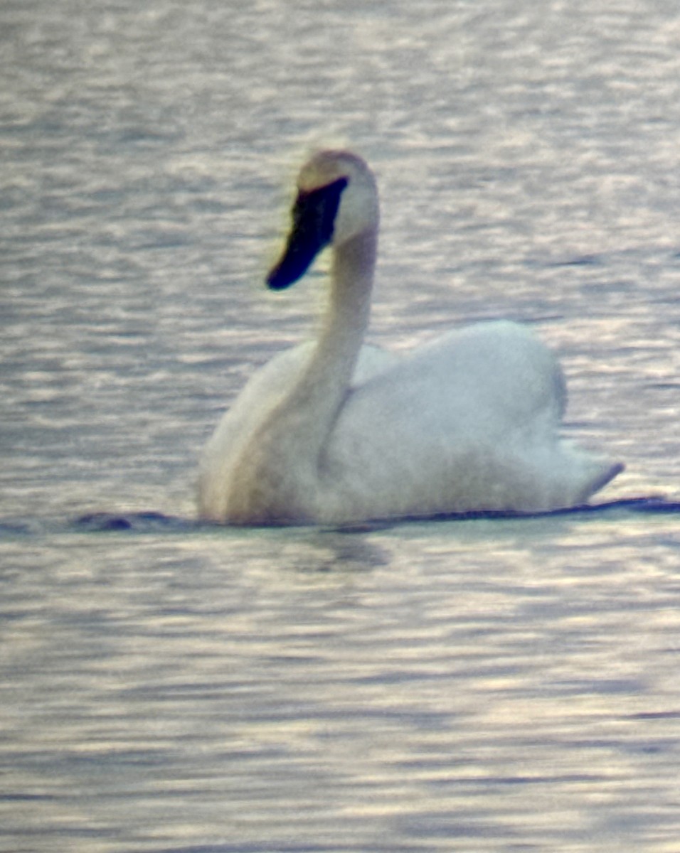 Trumpeter Swan - ML646275235