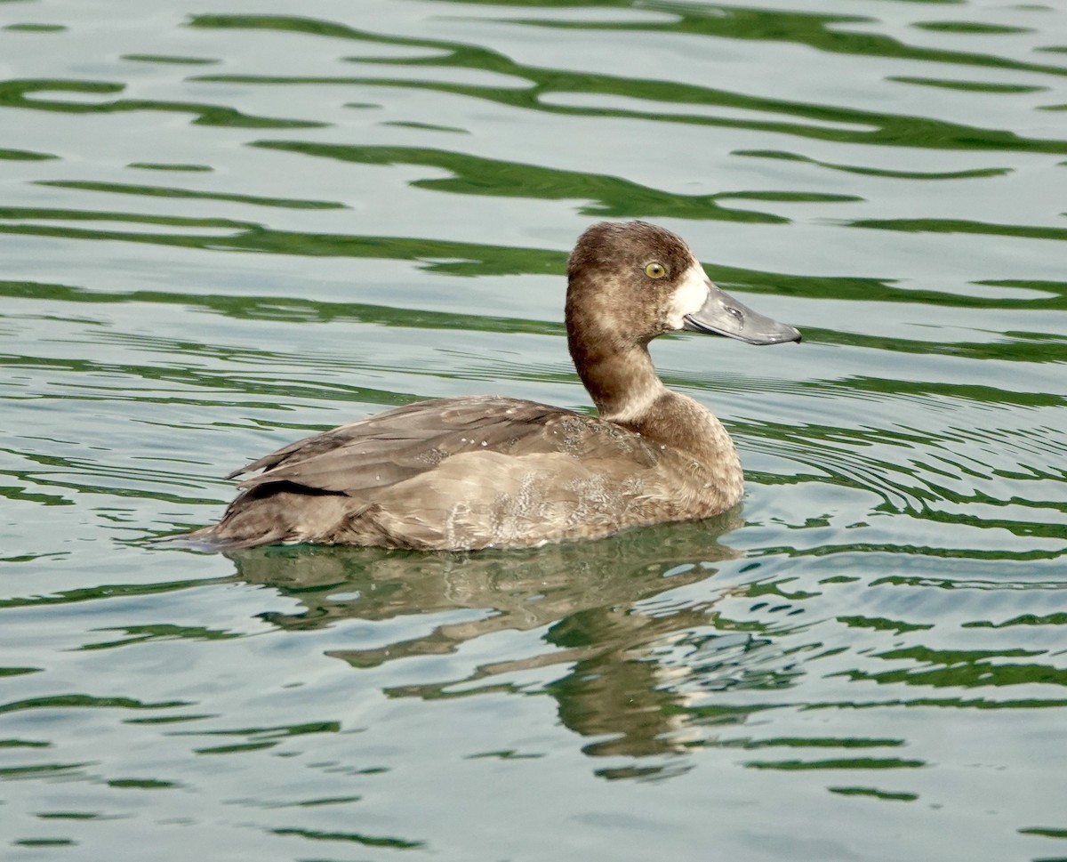 コスズガモ - ML646275237