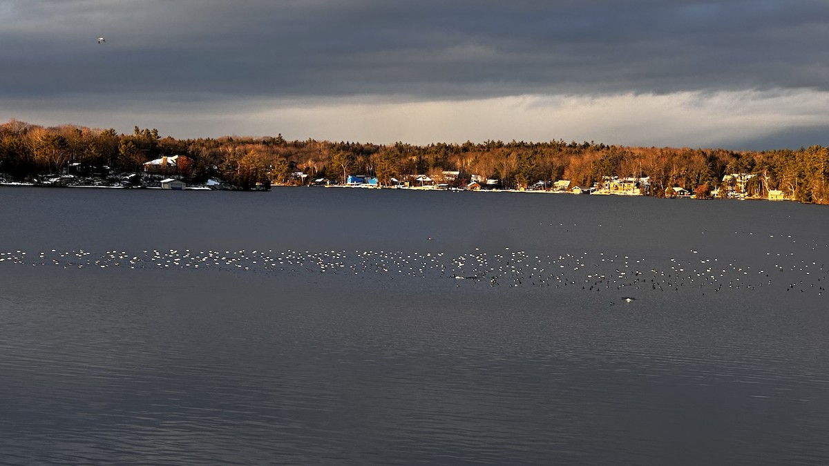 Common Merganser - ML646275239