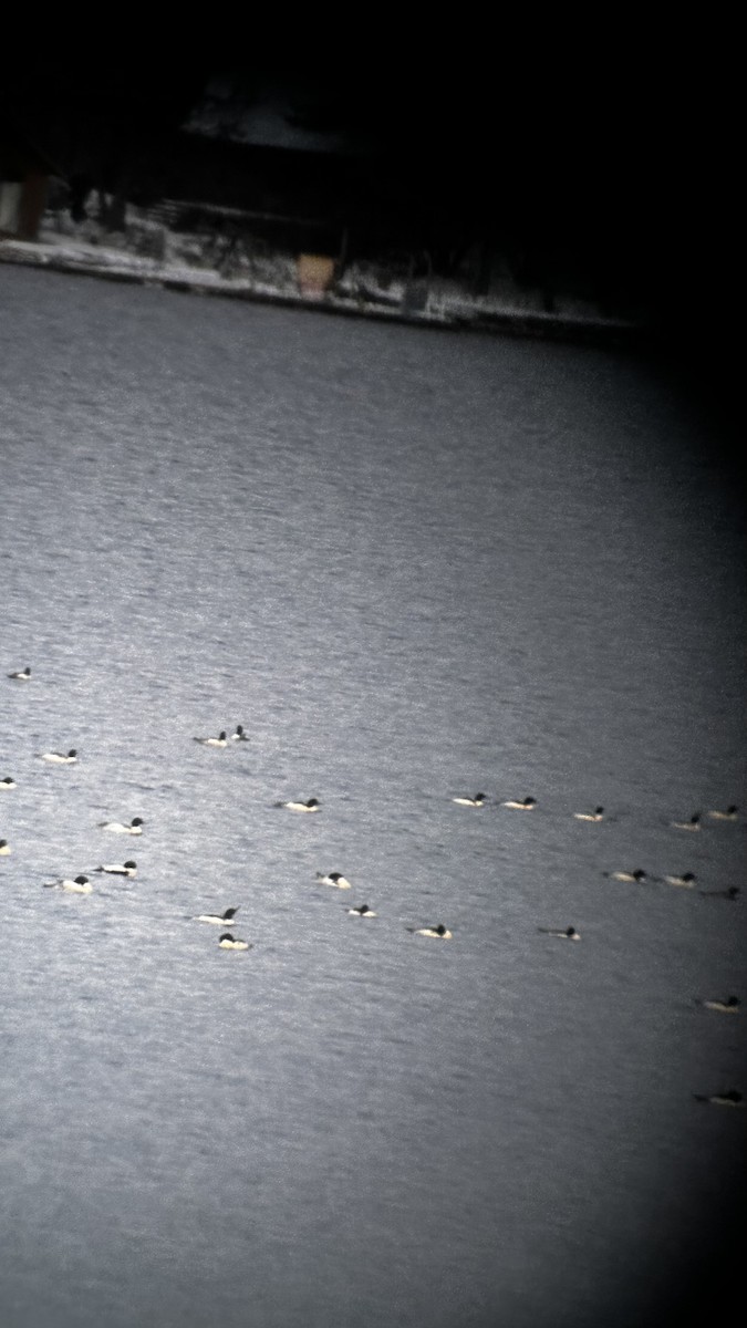 Common Merganser - ML646275240