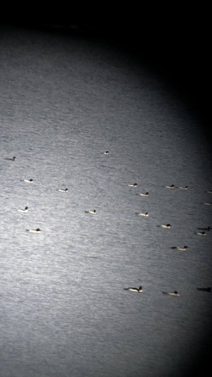 Common Merganser - ML646275241