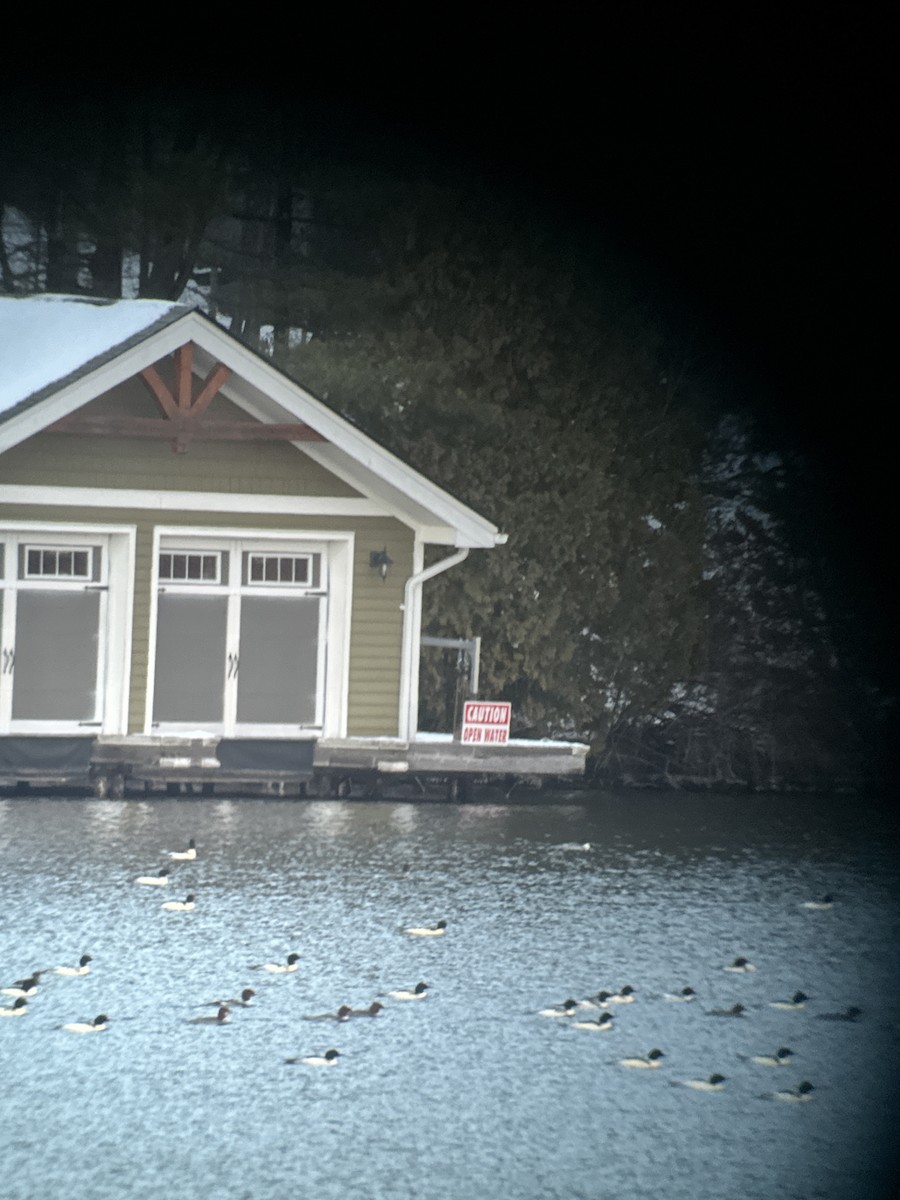 Common Merganser - ML646275242