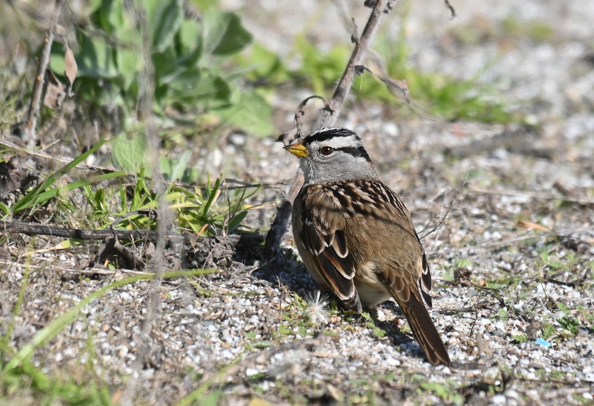 Porsuk Serçesi (nuttalli/pugetensis) - ML646275243