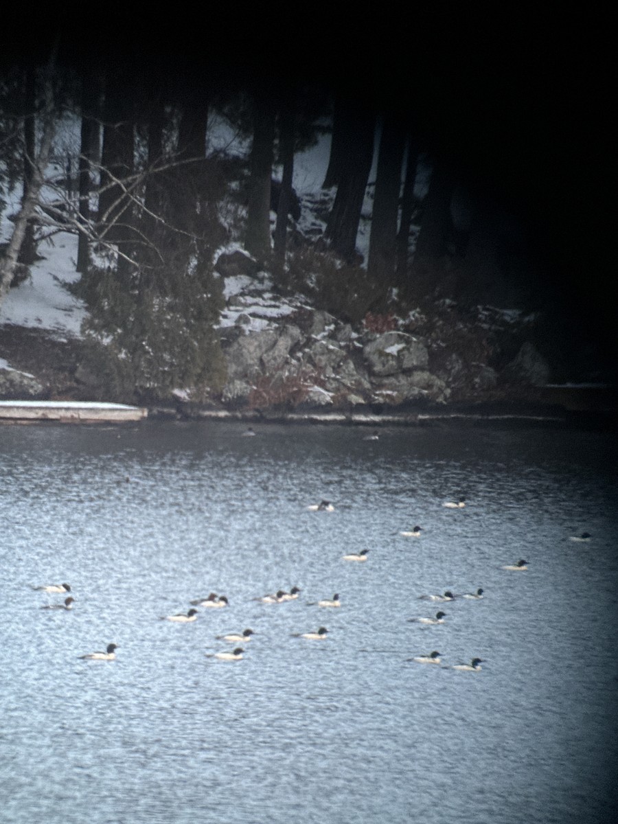 Common Merganser - ML646275244