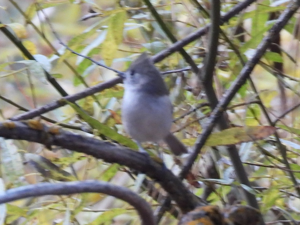 Herrerillo Unicolor - ML646275247