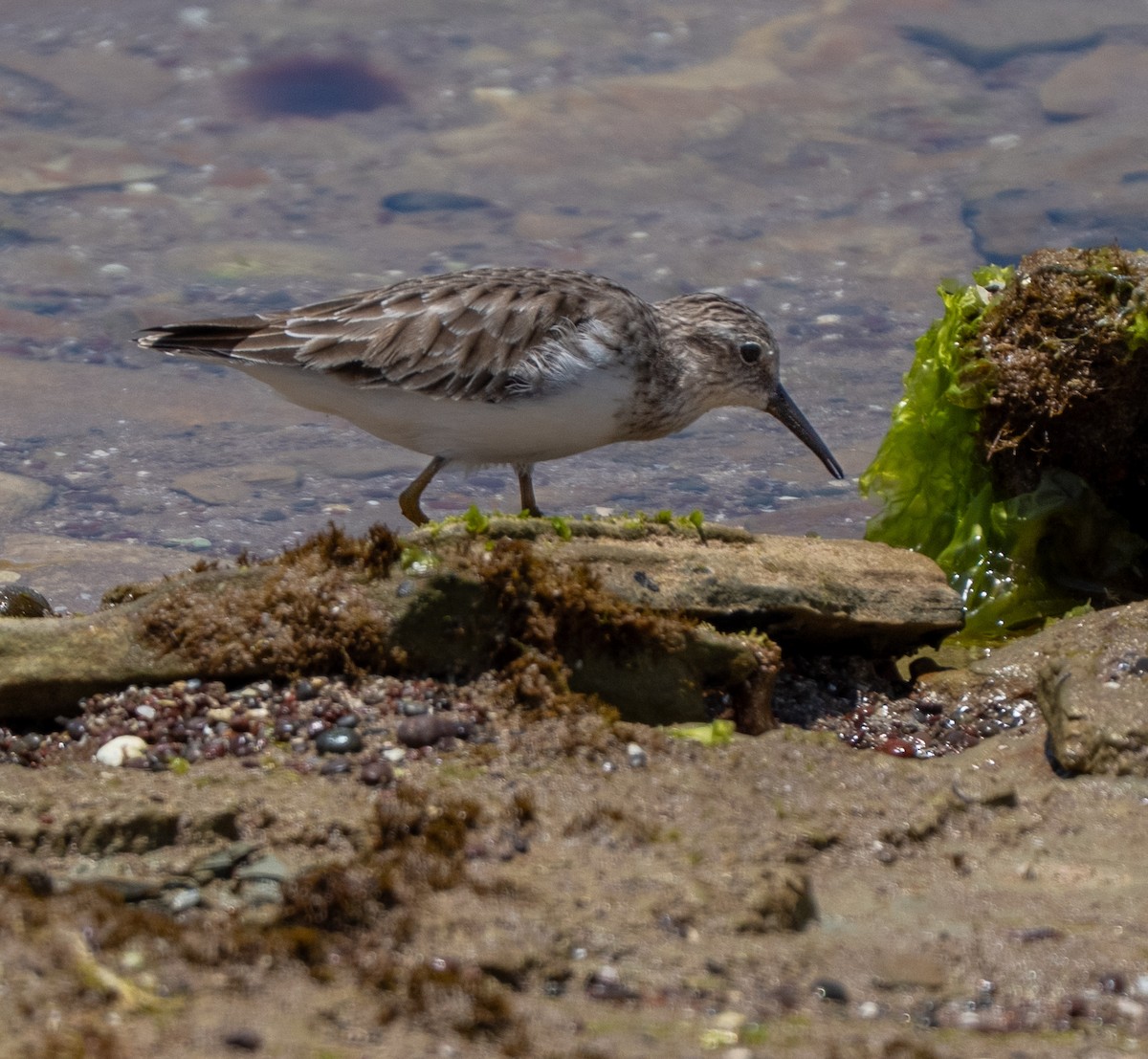Least Sandpiper - ML646275248