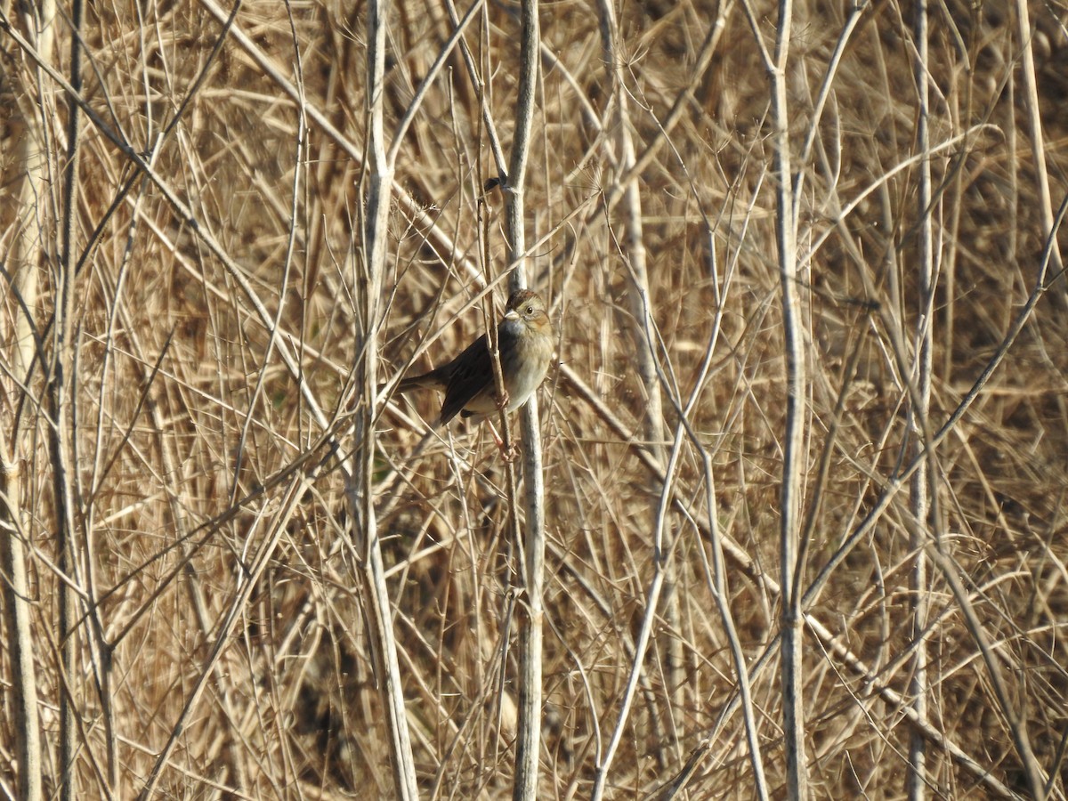 Swamp Sparrow - ML646275250