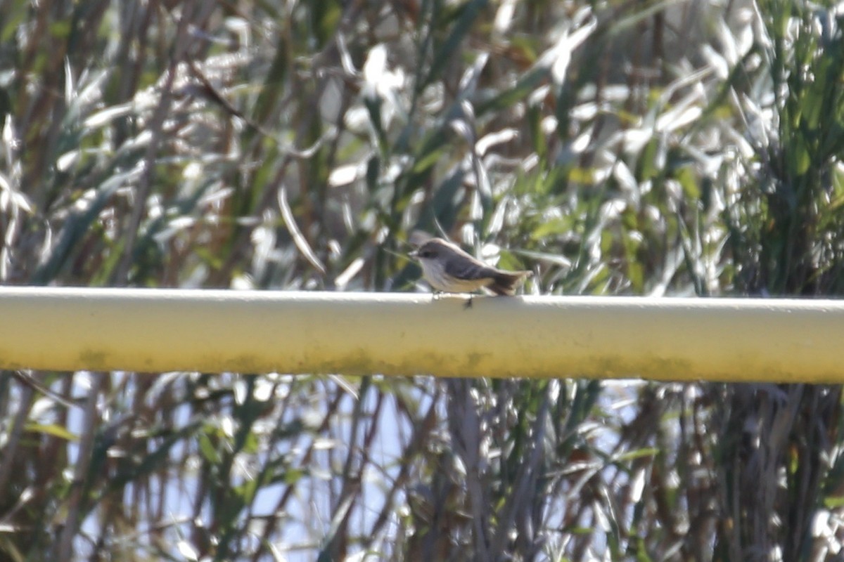 Rubintyrann - ML646275261