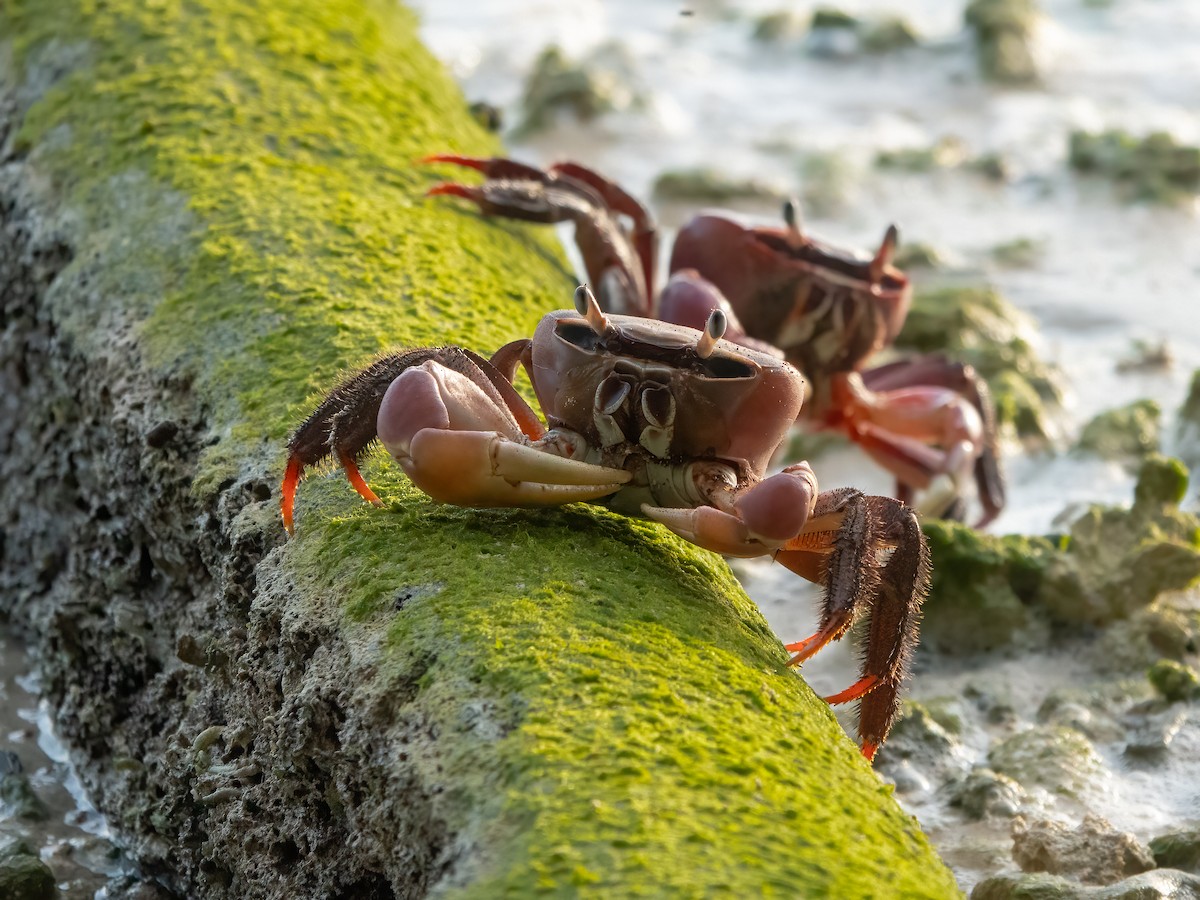 Brown Land Crab - ML646275262