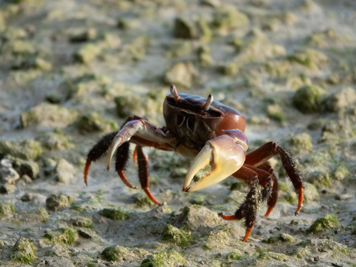 Brown Land Crab - ML646275263