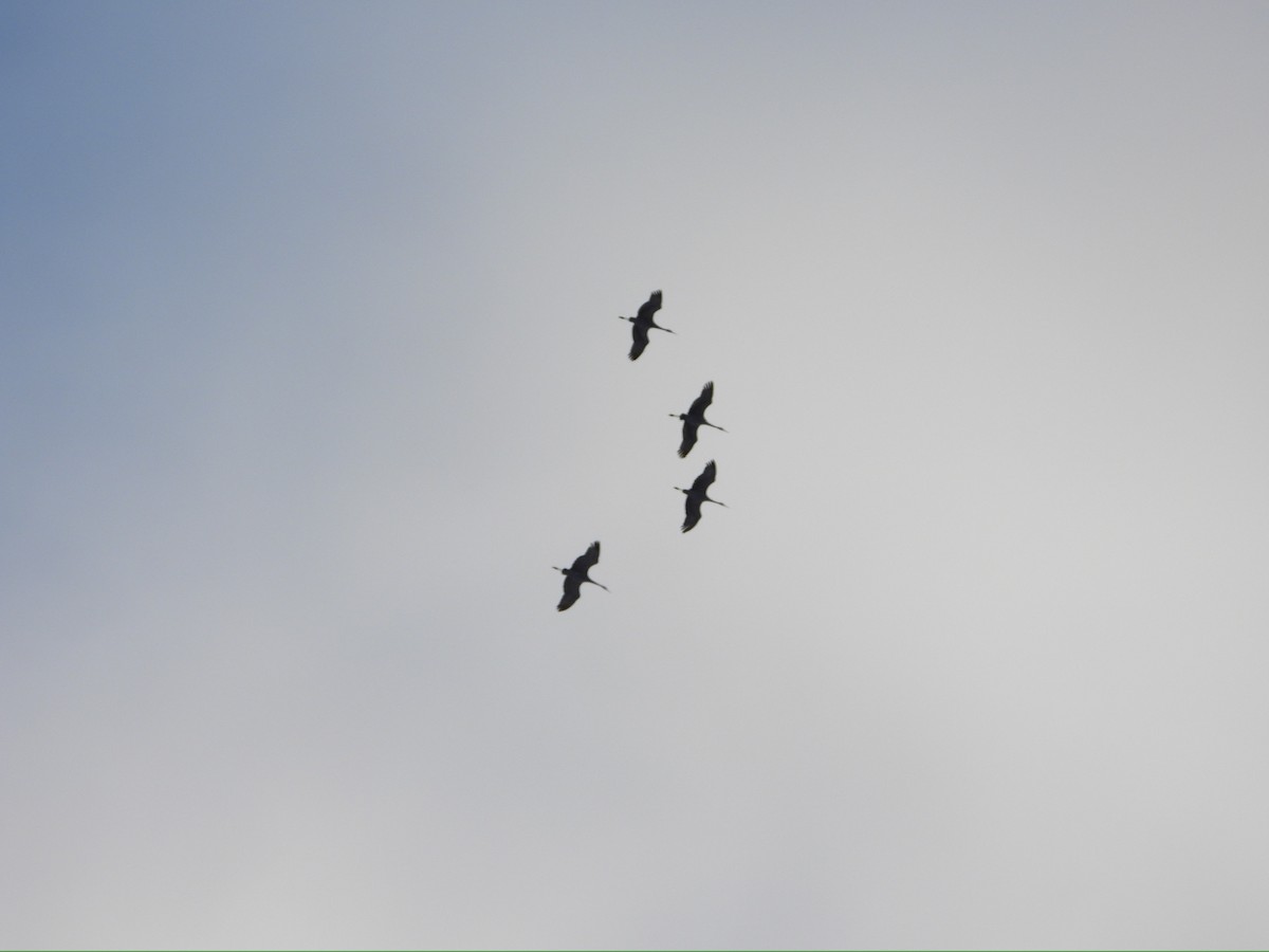 Sandhill Crane - ML646275264