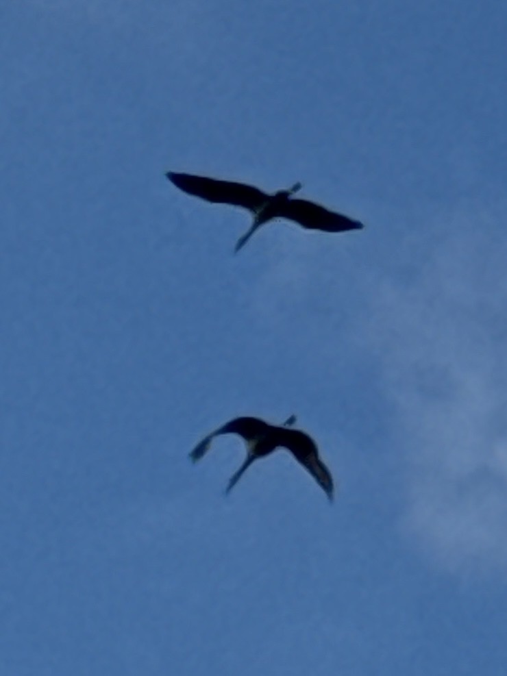 Sandhill Crane - ML646275265