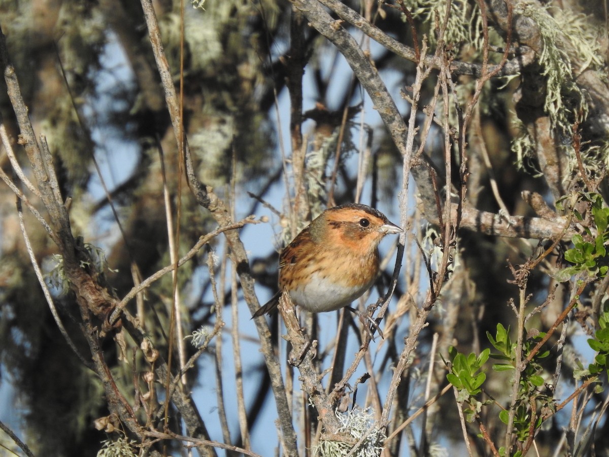 Chingolo de Nelson - ML646275273