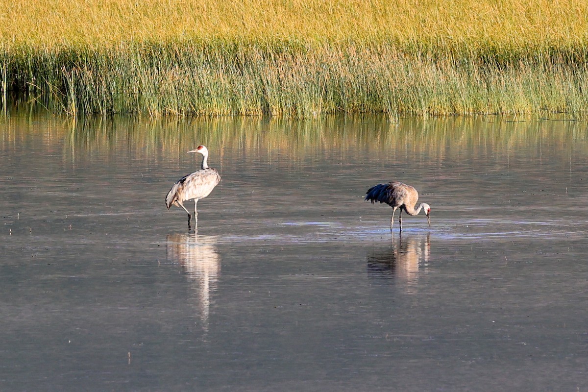 Sandhill Crane - ML646275274