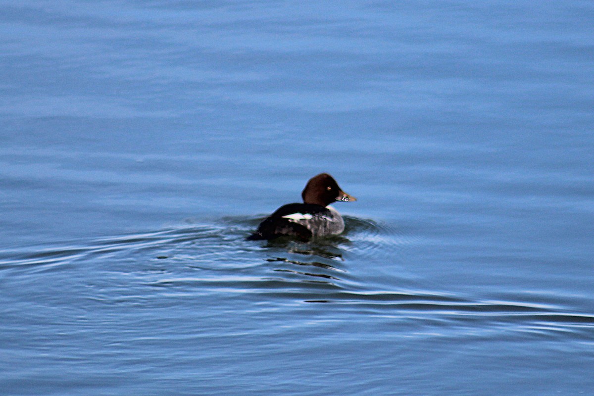 Common Goldeneye - ML646275276