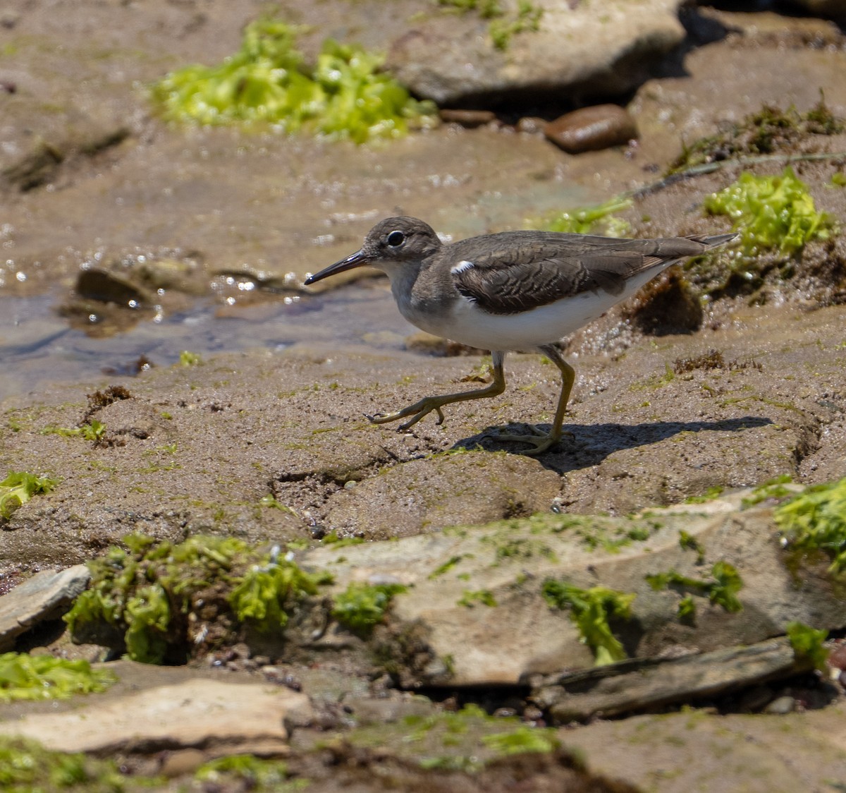 Spotted Sandpiper - ML646275277