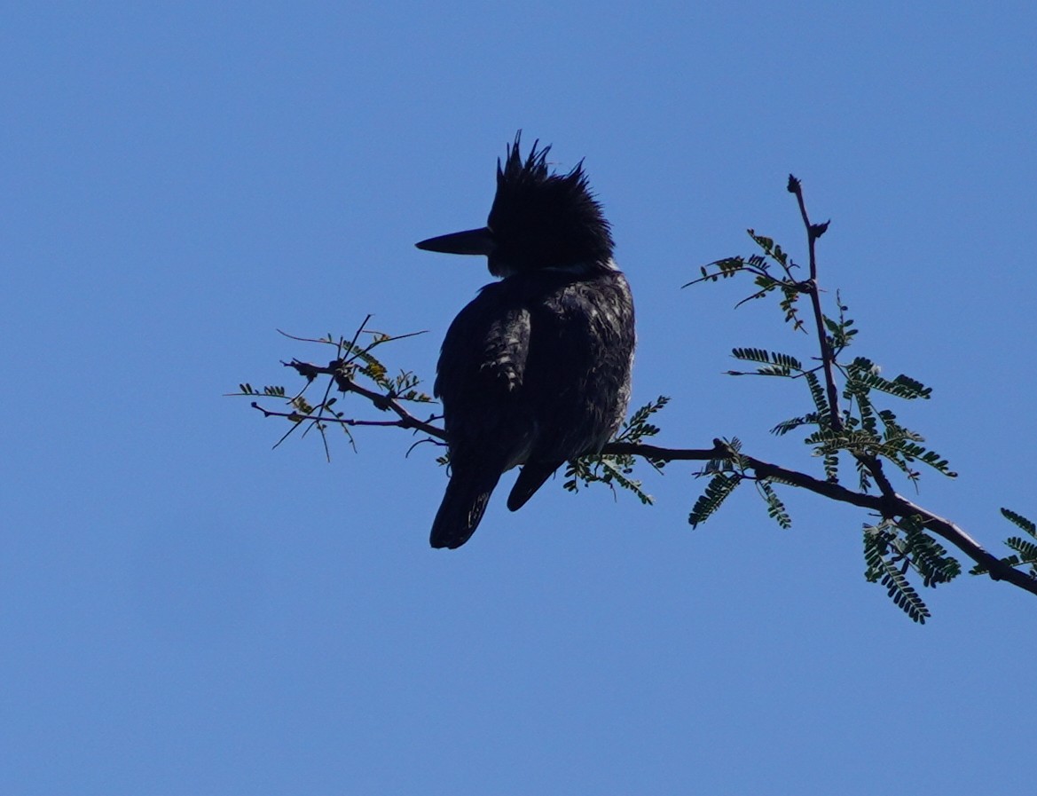 Belted Kingfisher - ML646275278