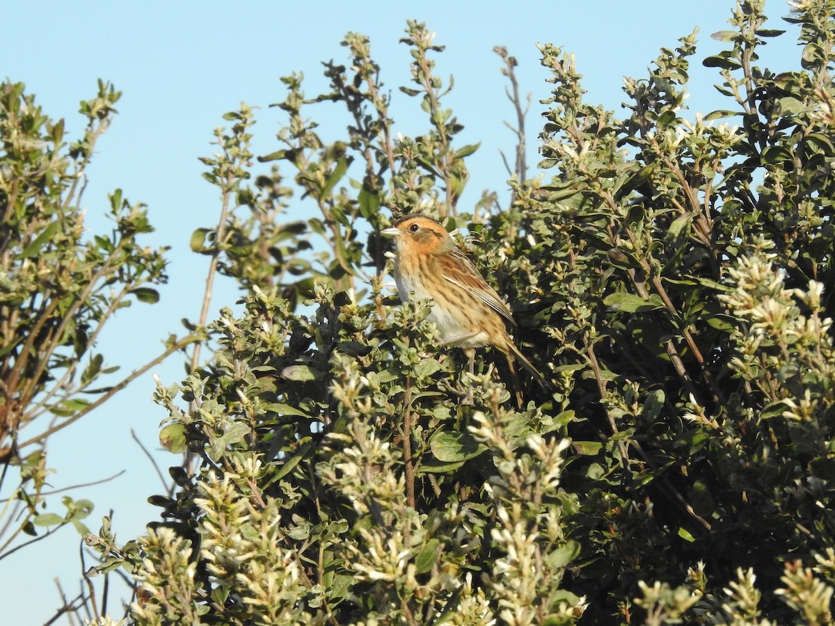 Chingolo de Nelson - ML646275279