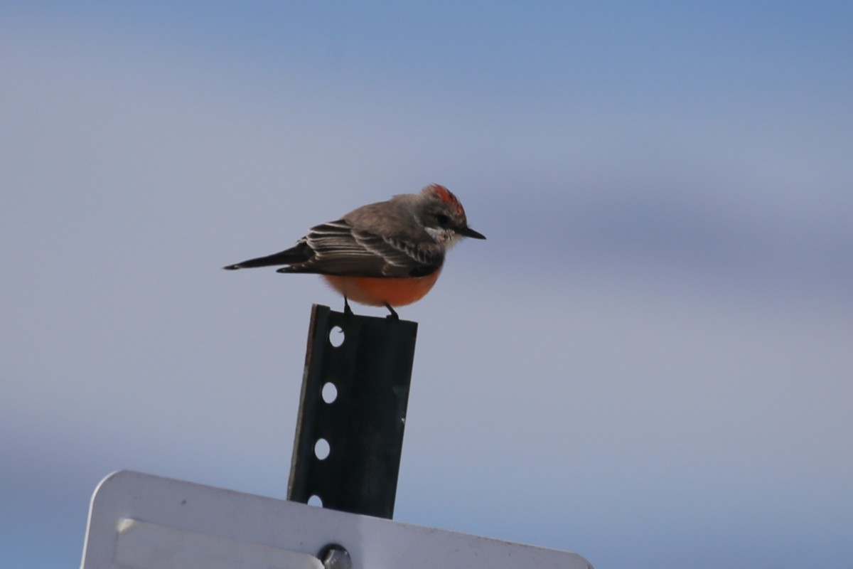 Rubintyrann - ML646275280