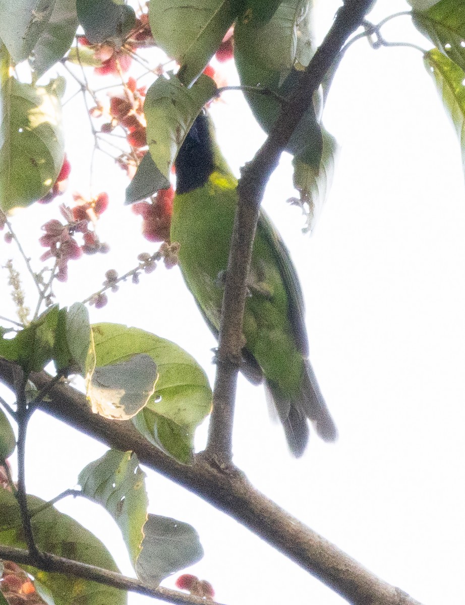 Golden-fronted Leafbird - ML646275283