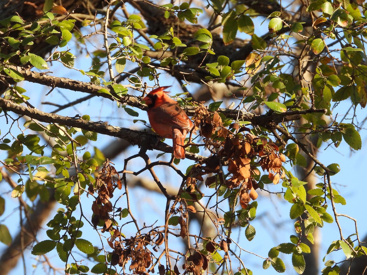 Northern Cardinal - ML646275284