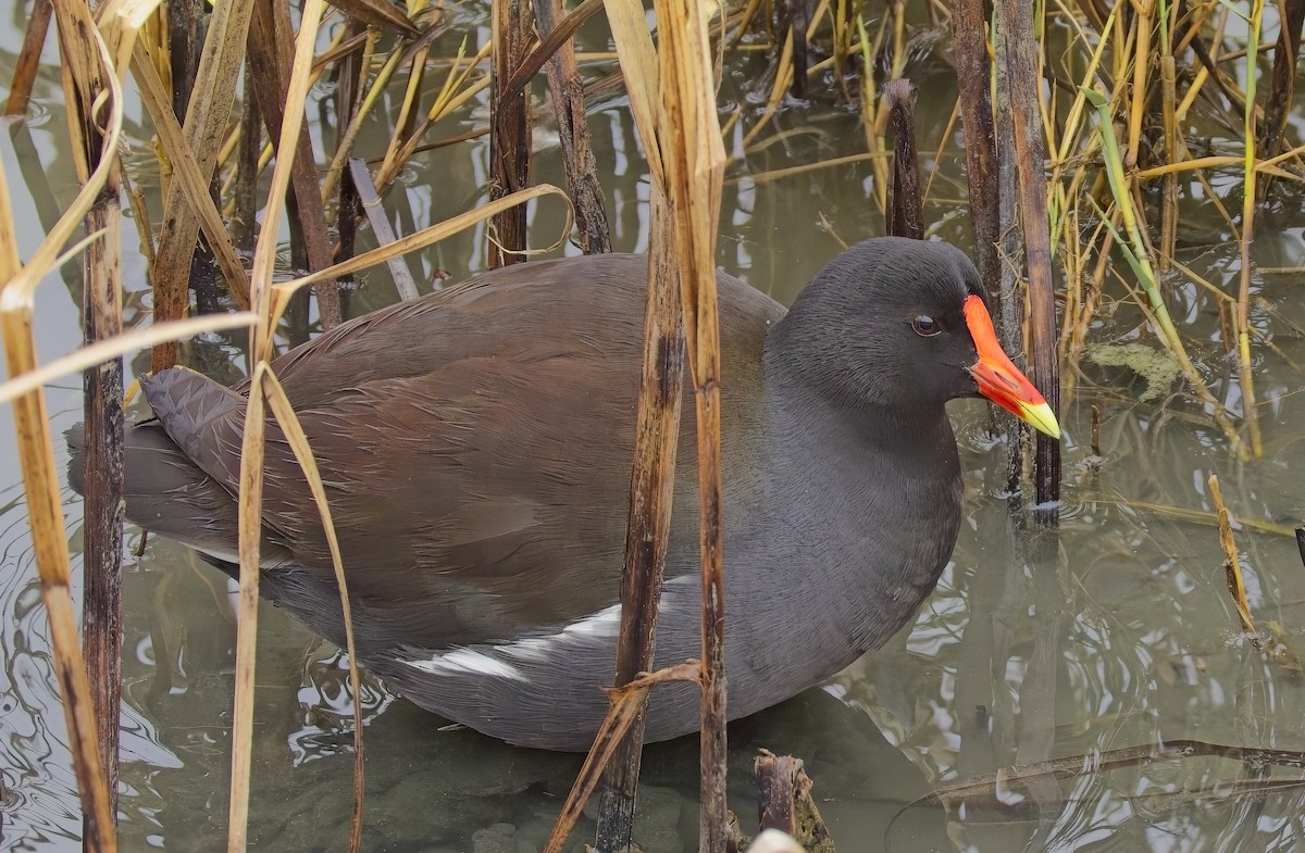 Amerika Sutavuğu - ML646275286