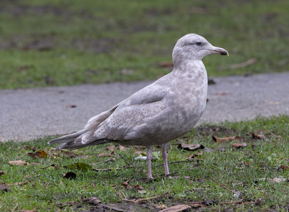 Мартин гренландський (підвид thayeri) - ML646275291