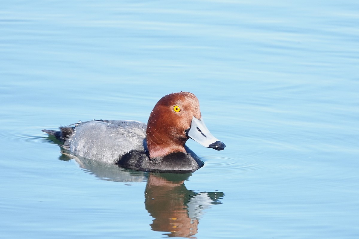 Porrón Americano - ML646275294