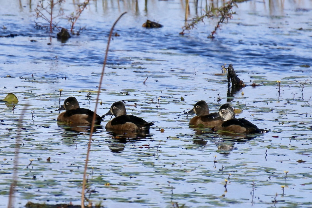 Ringschnabelente - ML646275298