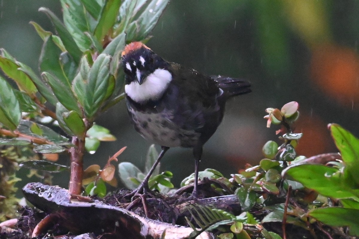 Tohi à nuque brune - ML646275299
