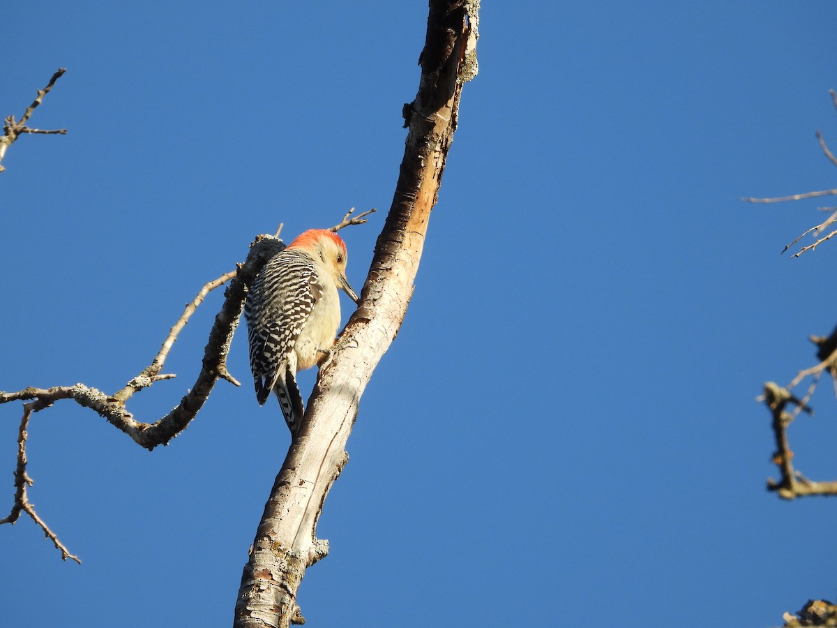 Pic à ventre roux - ML646275300