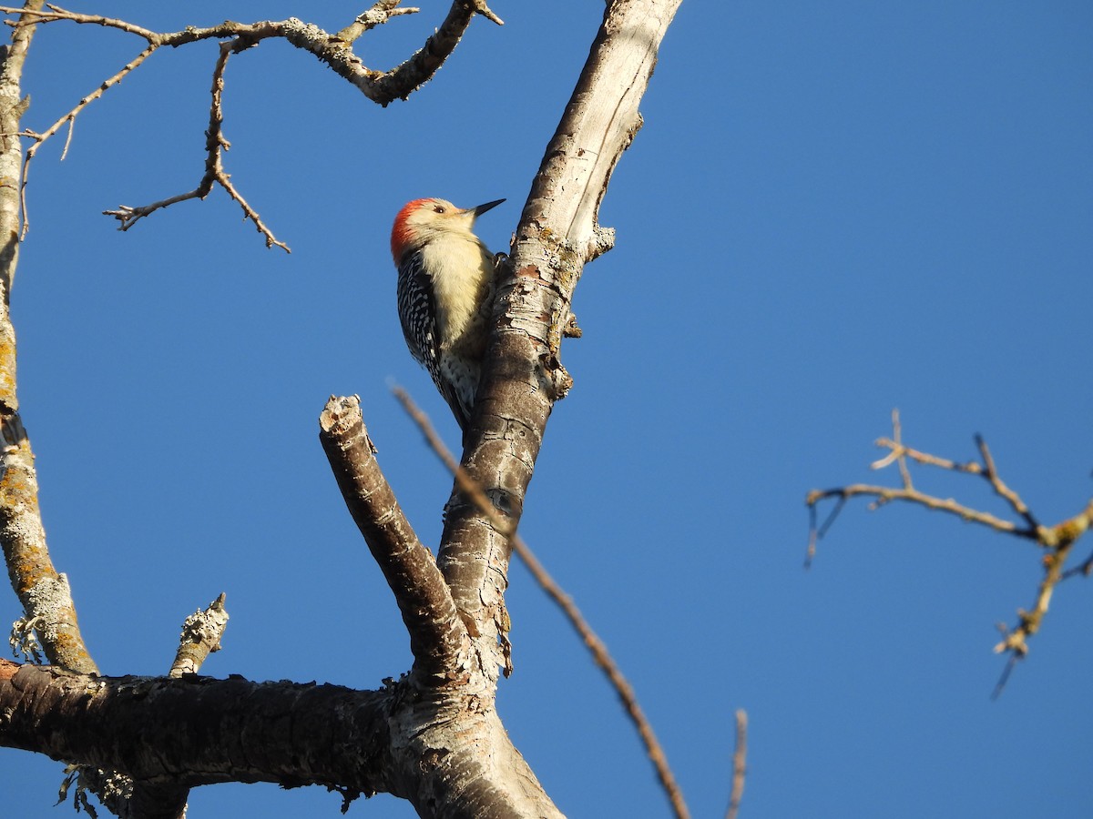 Pic à ventre roux - ML646275301