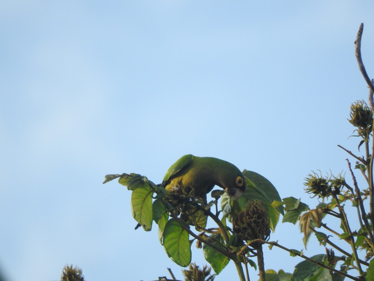 Conure à front rouge - ML646275302