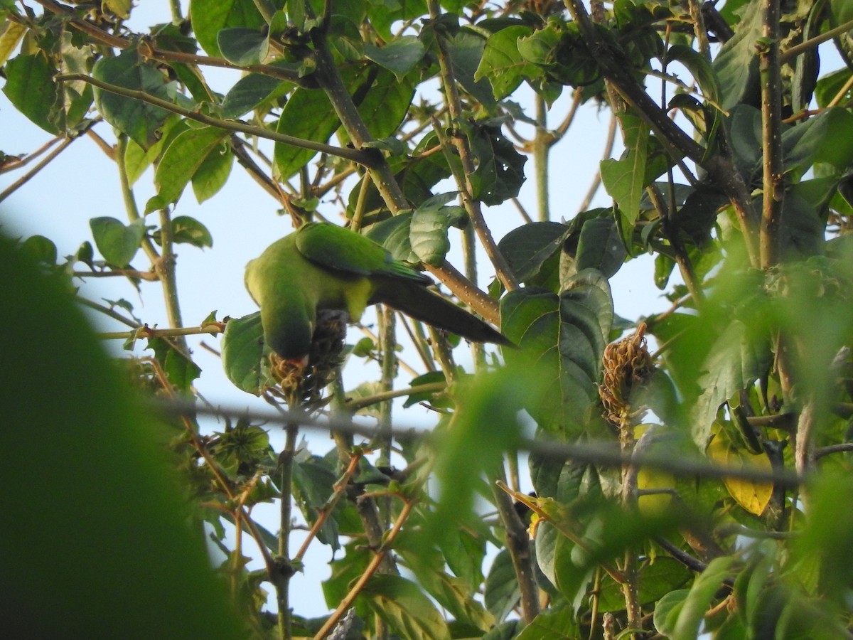 Conure à front rouge - ML646275303