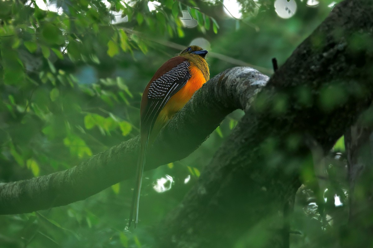 Trogon à poitrine jaune - ML646275305