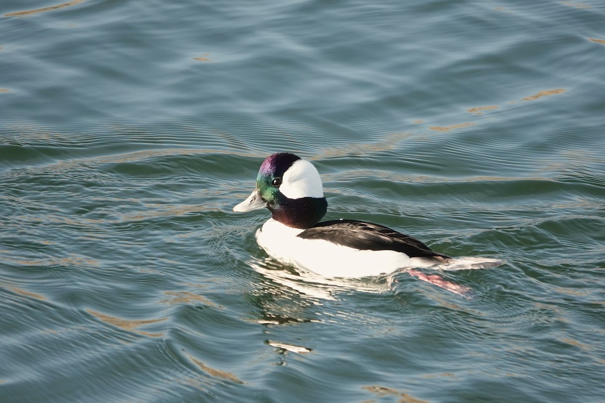 Petit Garrot - ML646275306