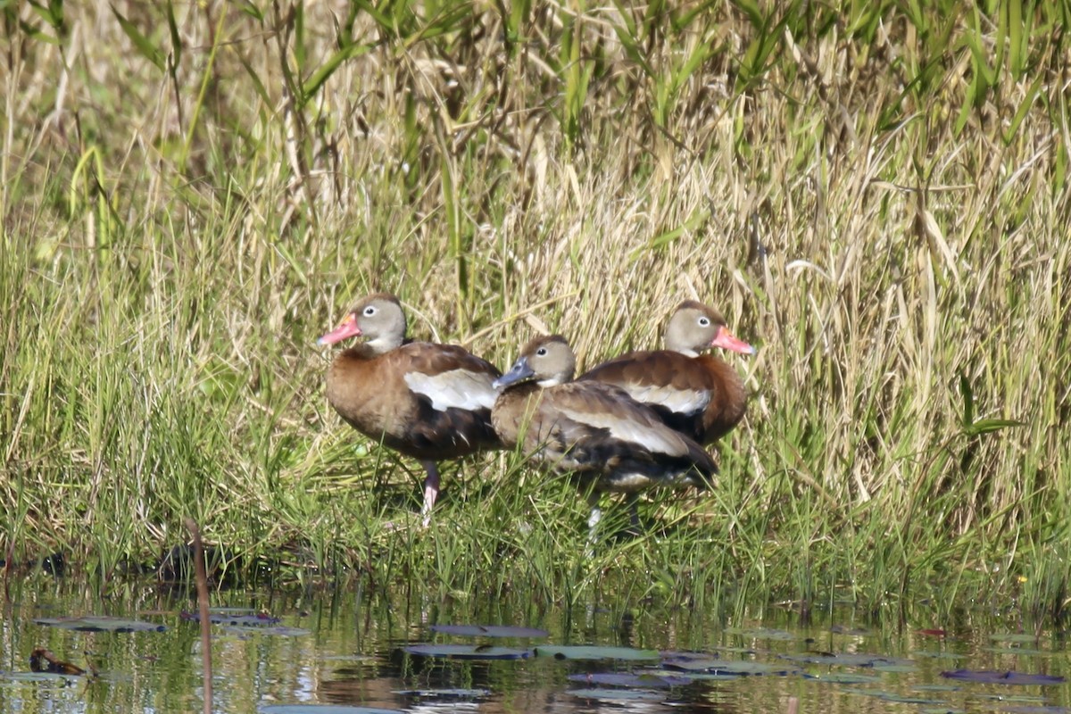 Dendrocygne à ventre noir - ML646275307