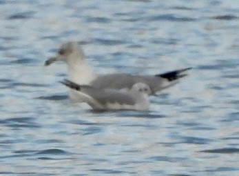Mouette de Bonaparte - ML646275308