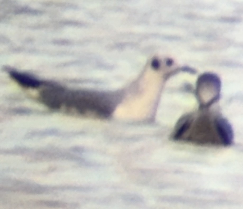 Mouette de Bonaparte - ML646275309