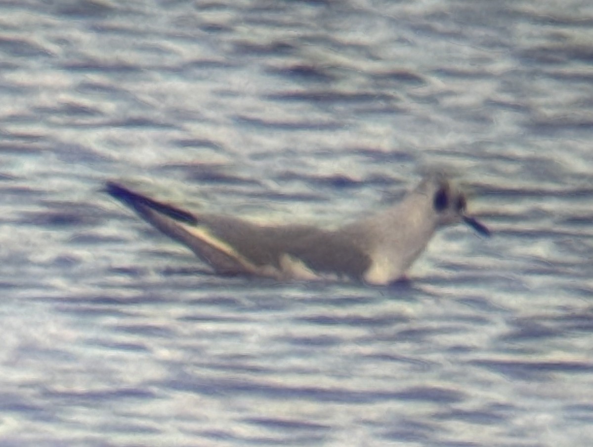 Mouette de Bonaparte - ML646275310