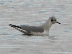 Mouette de Bonaparte - ML646275311