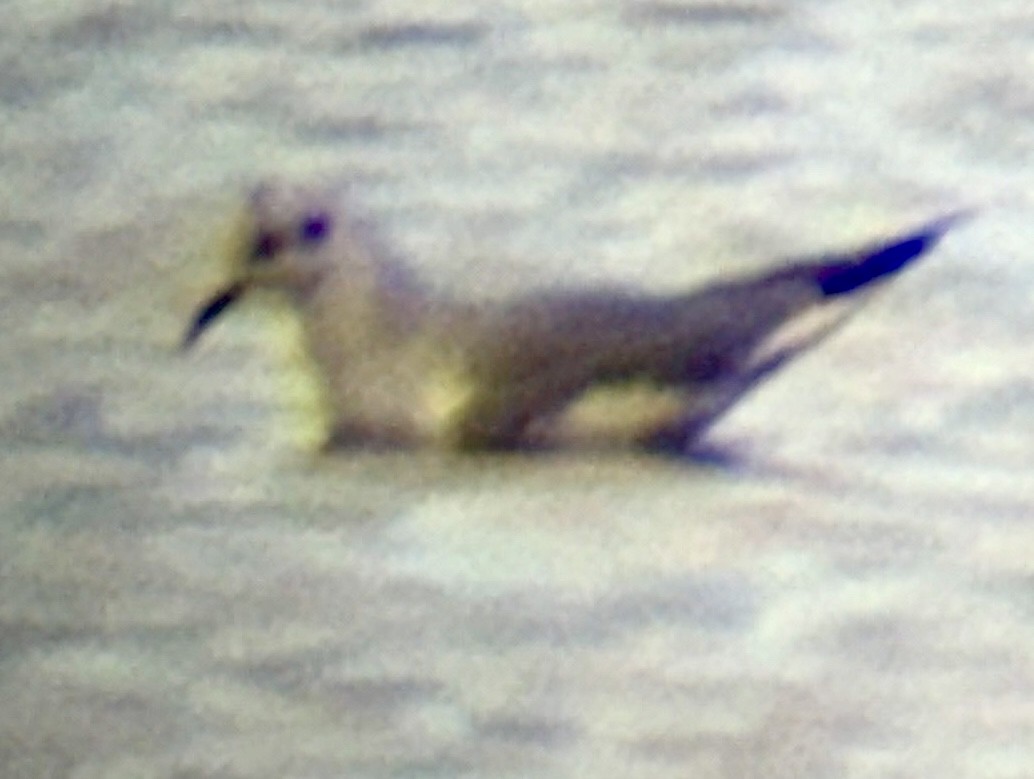 Mouette de Bonaparte - ML646275312
