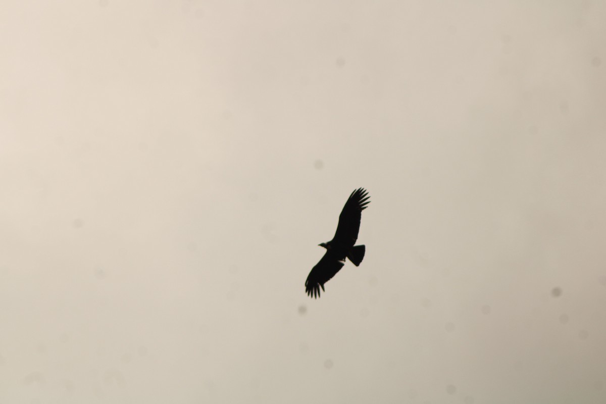 Condor des Andes - ML646275314