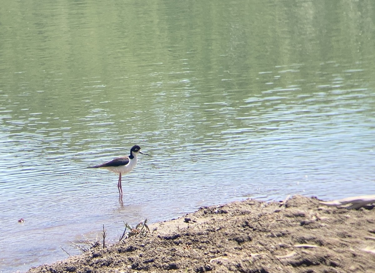 Échasse d'Amérique - ML646275315