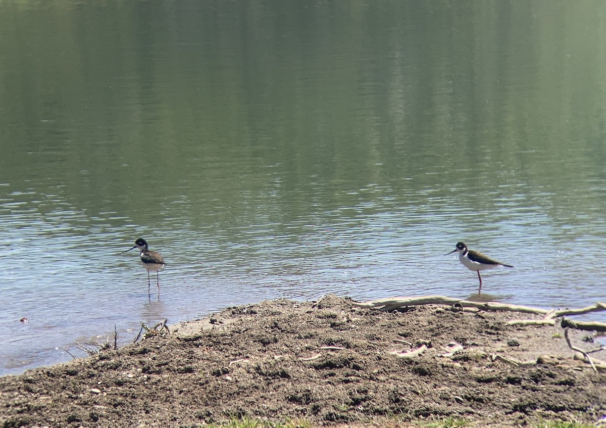 Échasse d'Amérique - ML646275316