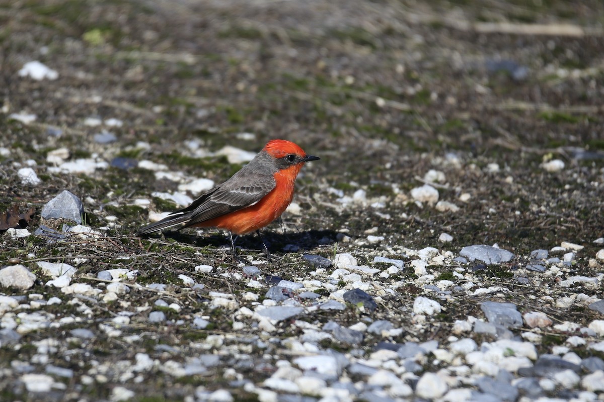 Rubintyrann - ML646275317