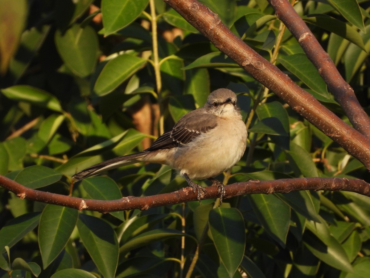 Moqueur polyglotte - ML646275318