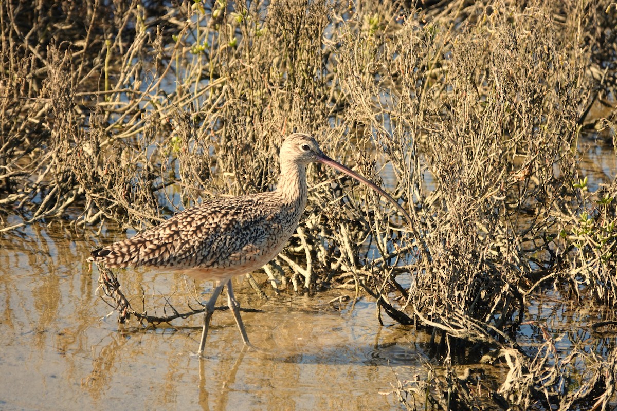 Courlis à long bec - ML646275319