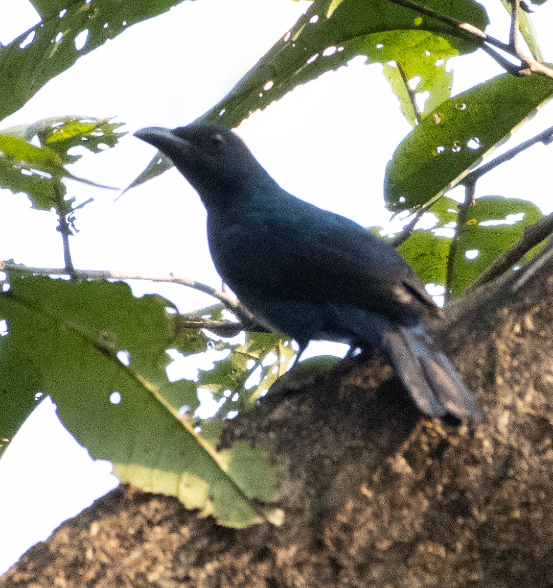 Irène vierge - ML646275320